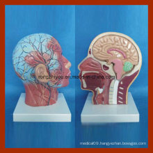 Human Superficial Face with Muscle, Nerve Blood Vessel with Dissectible Brain Model